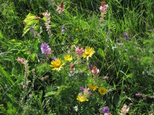 IMG_9776b